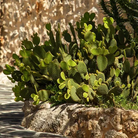 Kassandra Heritage (adults Only) Szálloda