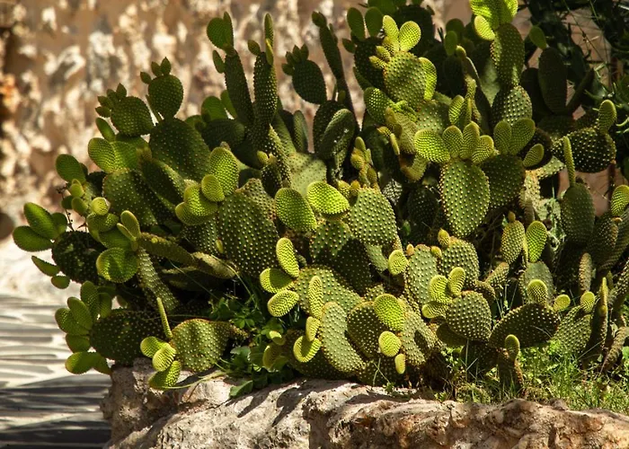 Kassandra Heritage (adults Only) Ξενοδοχείο